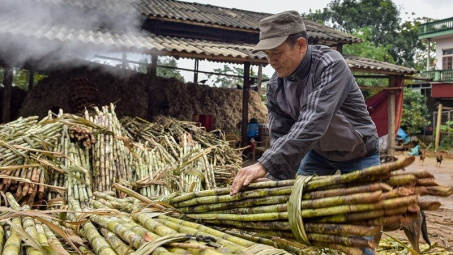 Thêm 1 doanh nghiệp Indonesia bị áp thuế chống lẩn tránh mía đường xuất khẩu vào Việt Nam