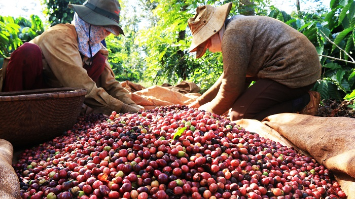 2 tháng đầu năm 2025, Việt Nam xuất khẩu cà phê nhiều nhất sang những thị trường nào?
