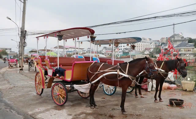 Dừng dịch vụ xe ngựa dạo quanh hồ Xuân Hương, Đà Lạt- Ảnh 1. Dừng dịch vụ xe ngựa dạo quanh hồ Xuân Hương, Đà Lạt- Ảnh 1.