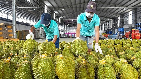 Thủ tướng chỉ đạo “nóng” thúc đẩy sản xuất, xuất khẩu sầu riêng bền vững