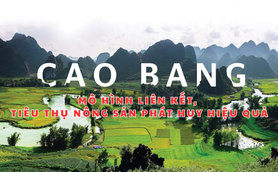 Cao Bằng: Mô hình liên kết, tiêu thụ nông sản phát huy hiệu quả