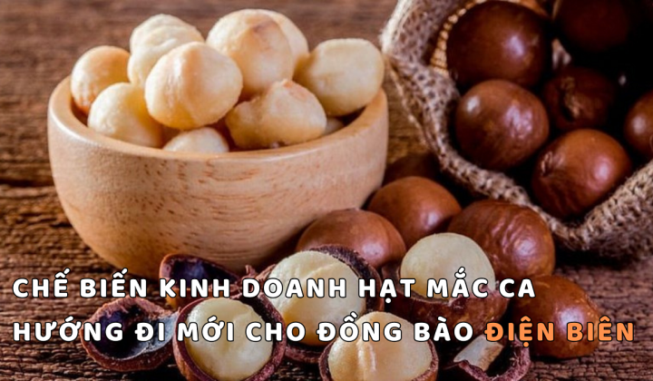 Chế biến kinh doanh hạt mắc ca – Hướng đi mới cho đồng bào Điện Biên