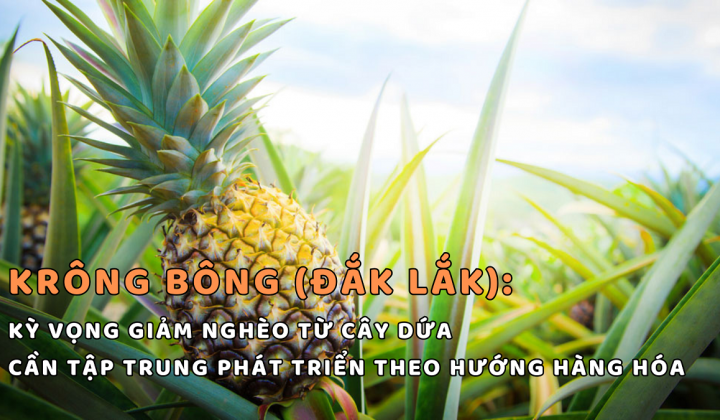 Krông Bông (Đắc Lắc): Kỳ vọng giảm nghèo từ cây dứa