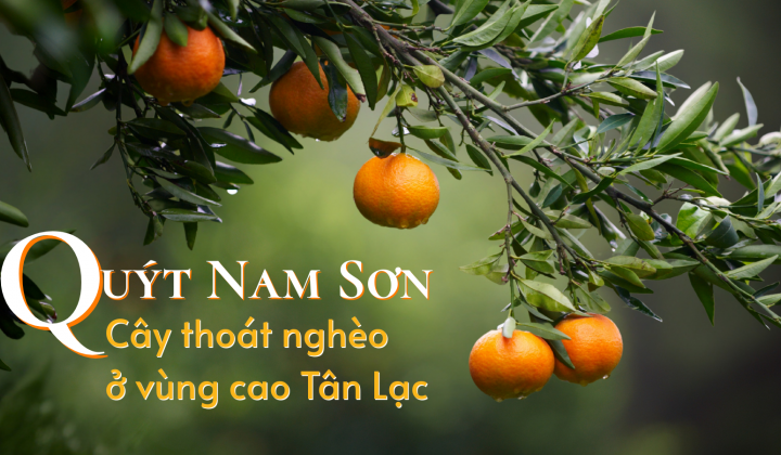 Quýt Nam Sơn – Cây thoát nghèo ở vùng cao Tân Lạc