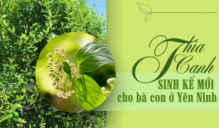 Thìa Canh – Sinh kế mới cho đồng bào dân tộc thiểu số