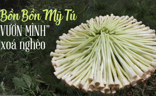 Bồn Bồn Mỹ Tú “vươn mình” xoá nghèo