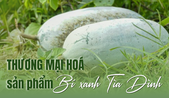 Thương mại hoá sản phẩm Bí xanh Tìa Dình