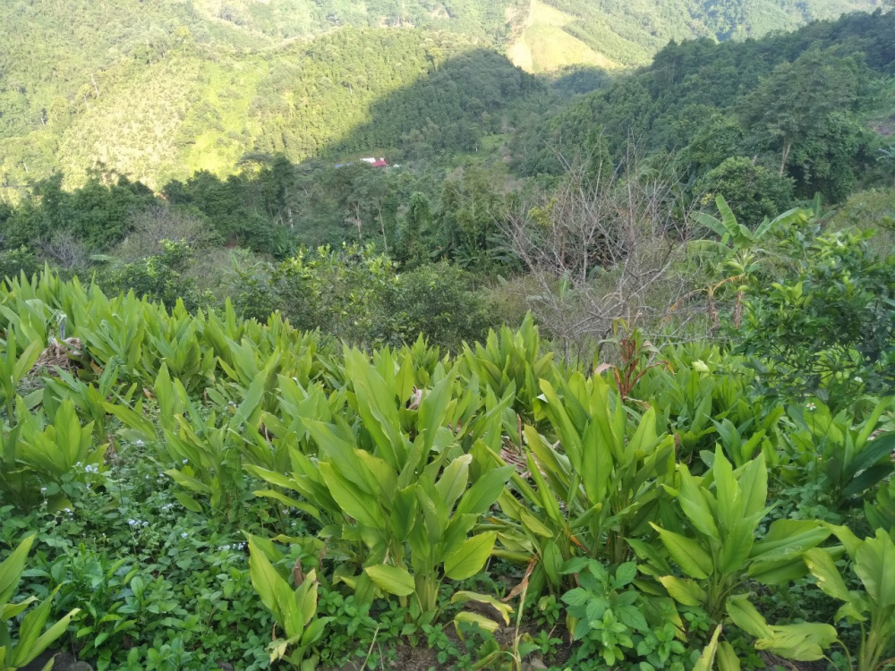 gia tri hang hoa tu cay nghe bac kan 684ea1ee6f933
