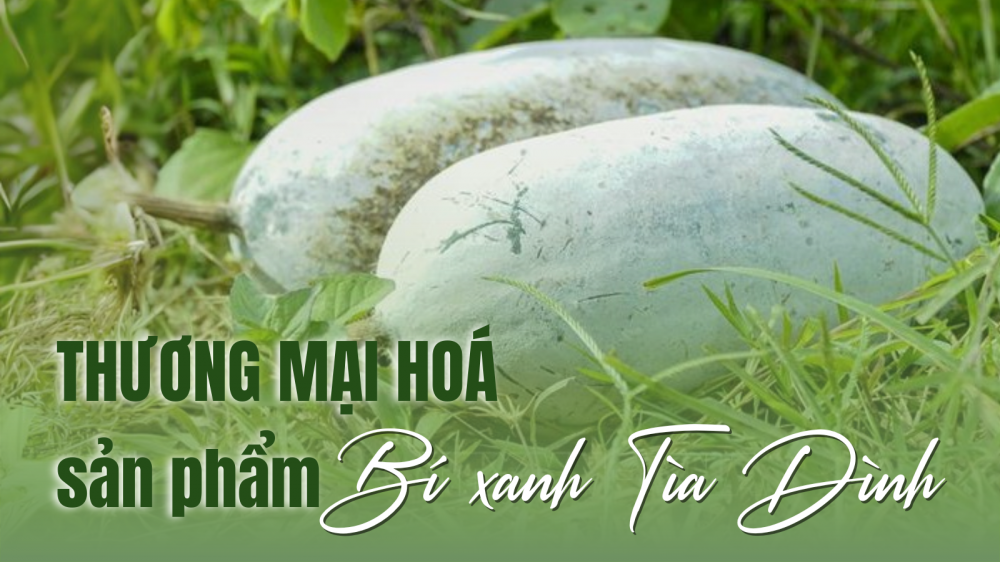 thuong-mai-hoa-san-pham-bi-xanh-tia-dinh_684aef88f0e81 bí xanh tìa dình