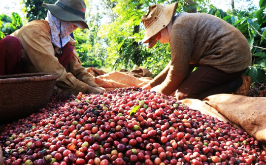 Cà phê đột phá, xuất khẩu nông lâm thủy sản 6 tháng tăng 15,5% so cùng kỳ