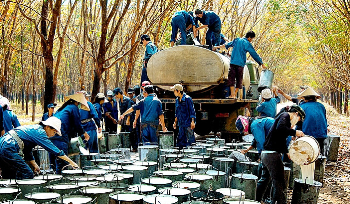 6 tháng đầu năm, xuất khẩu cao su thu về gần 1,3 tỷ USD