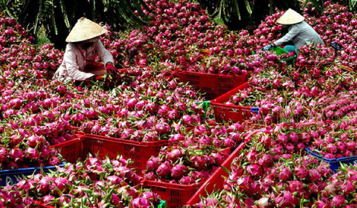 Gỡ vướng cho thanh long, hồ tiêu xuất khẩu