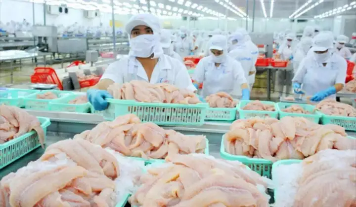 Xuất khẩu thủy sản dự báo tiếp tục tăng, VASEP kiến nghị gỡ khó về thuế GTGT