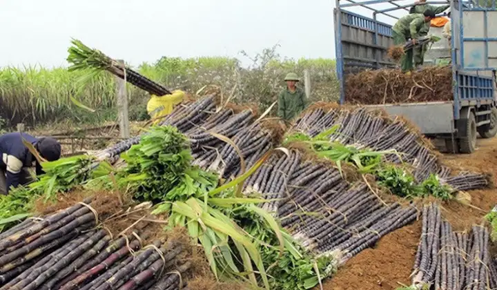 Thủ tướng: Nghiên cứu hỗ trợ doanh nghiệp mía đường duy trì sản xuất bền vững