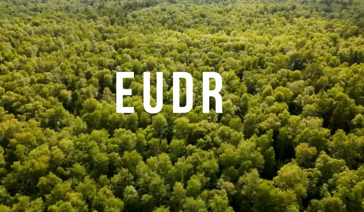 EU mâu thuẫn bởi EUDR – Tác động tới doanh nghiệp Việt Nam thế nào?