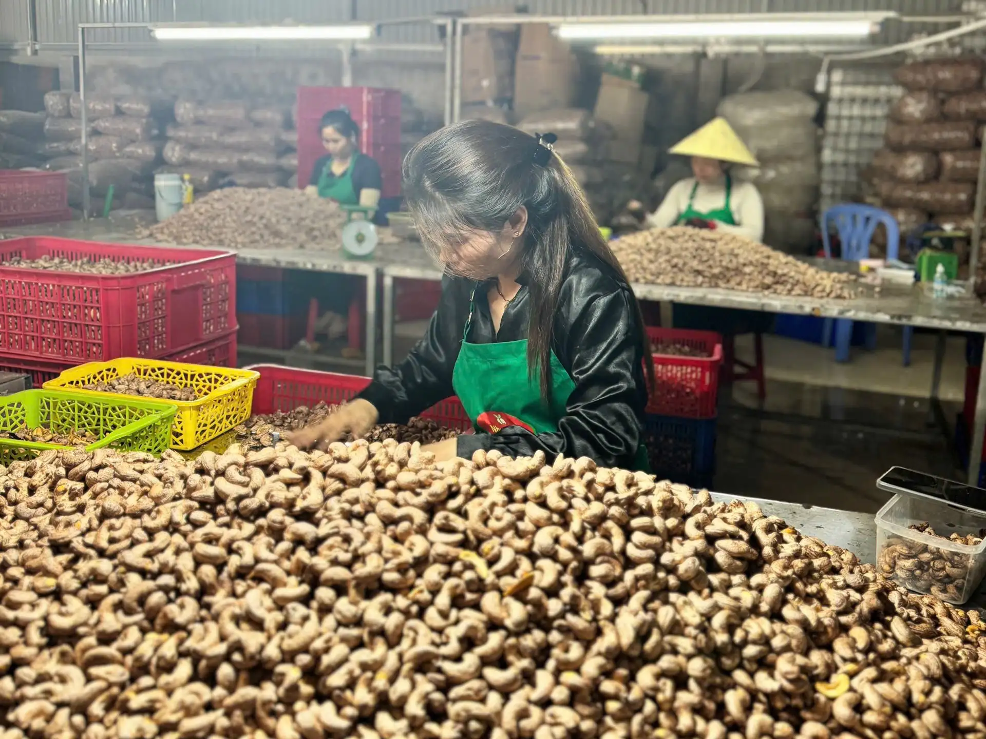 Hạt điều Như Hoàng – Từ trăn trở mùa vụ đến thương hiệu OCOP