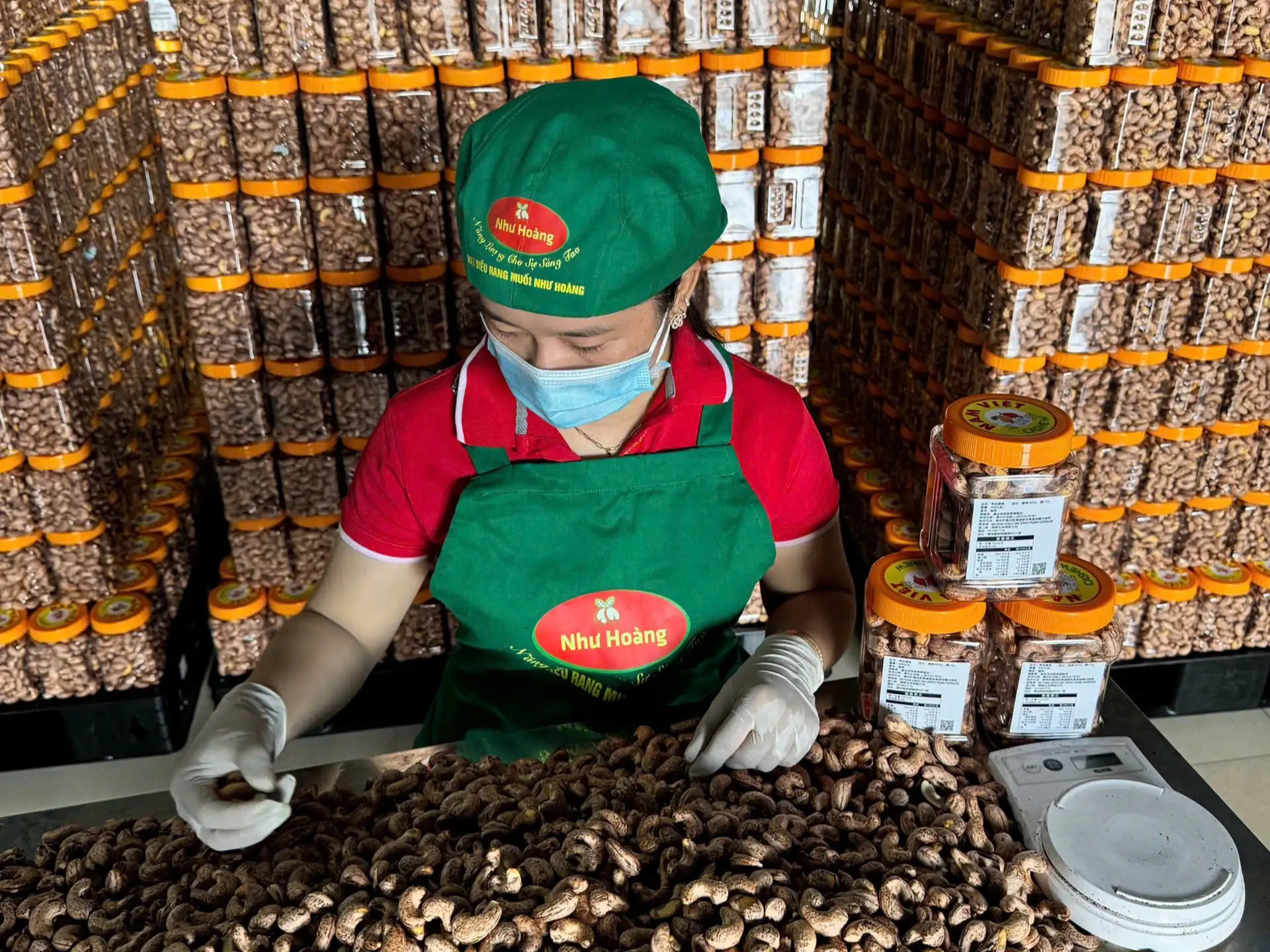 Hạt điều Như Hoàng – Từ trăn trở mùa vụ đến thương hiệu OCOP