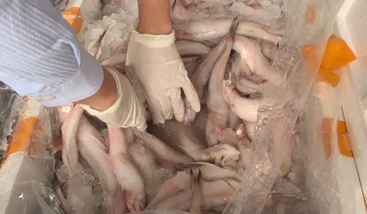 Thanh Hóa: Phát hiện, ngăn chặn hơn 10 tấn cá khoai chứa chất cấm Formaldehyde trước khi đưa ra thị trường