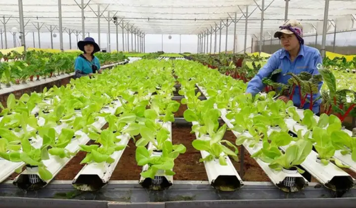 Tạo điều kiện phát triển kinh tế tập thể, hợp tác xã theo mô hình xanh, số, tuần hoàn