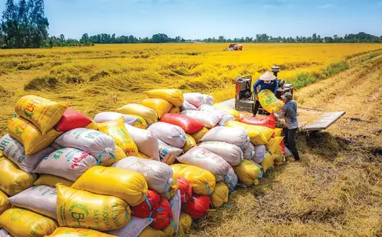Bộ Công Thương tổ chức Hội nghị thúc đẩy xuất khẩu gạo năm 2026