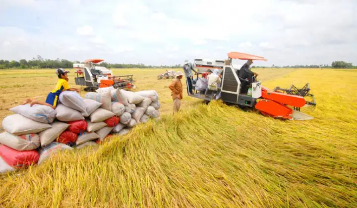 Đảm bảo việc điều hành sản xuất và tiêu thụ lúa gạo trong tình hình mới