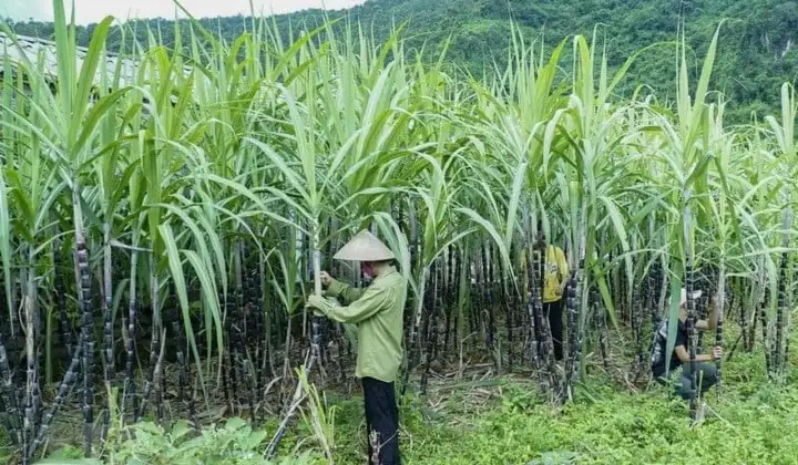 Bộ Công Thương gia hạn áp dụng biện pháp chống bán phá giá và chống trợ cấp với đường mía Thái Lan
