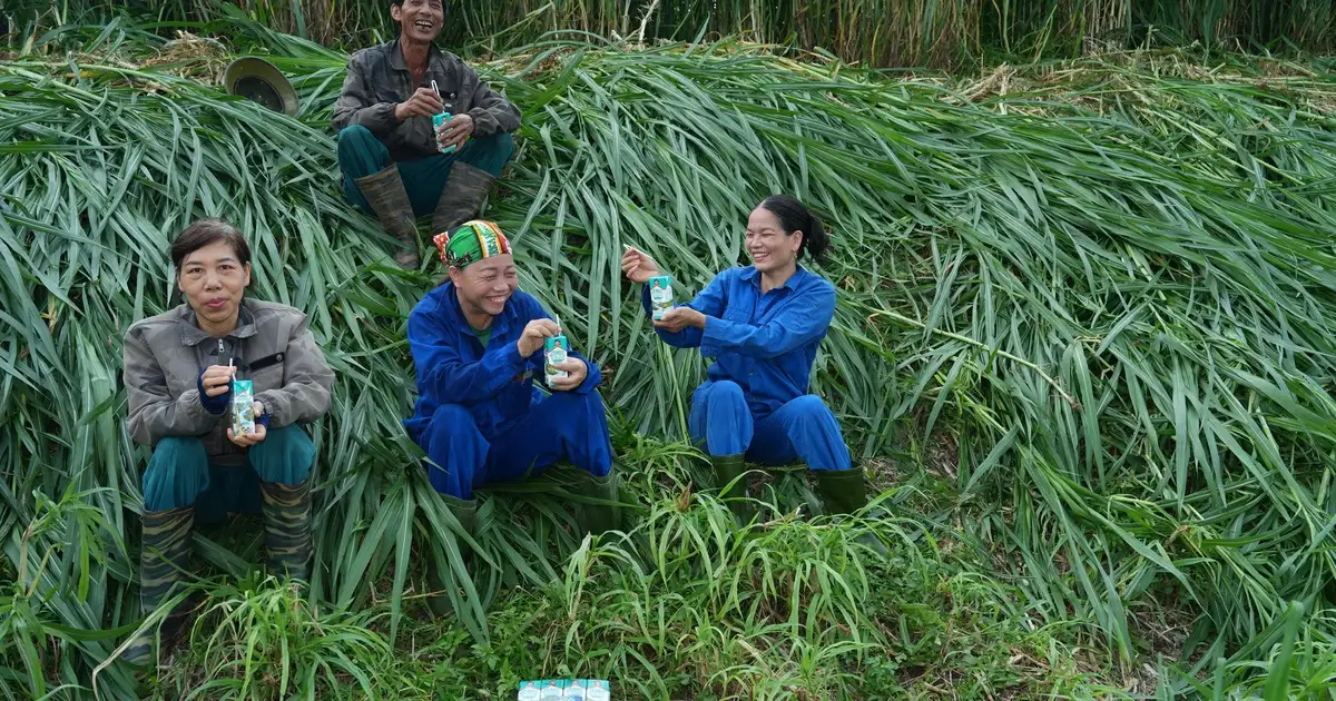 ‘Thổ nhưỡng vàng’ Tuyên Quang làm nên chất lượng sữa tươi Kun